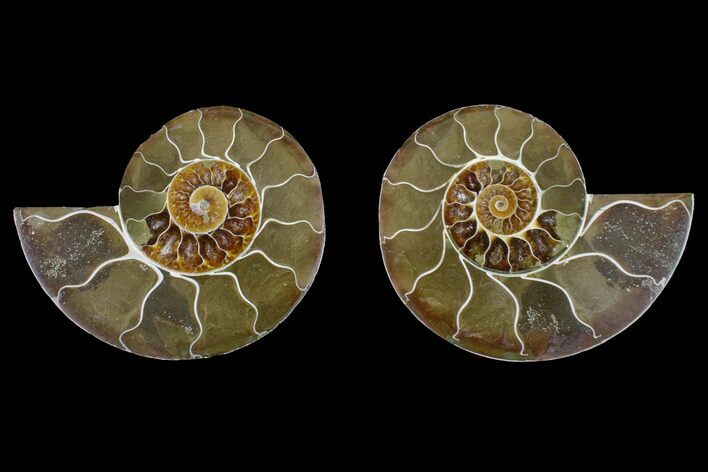 Bargain, Cut & Polished Ammonite Fossil - Madagascar #148050